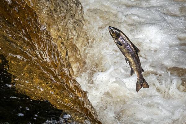 ‘Catastrophic decline’ in numbers of wild salmon returning to Ireland 