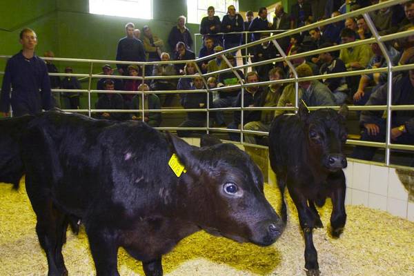 As marts reopen new agri-software gives virtual auction option