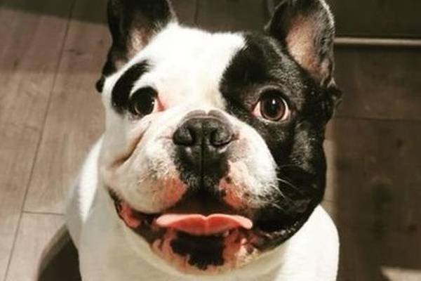 Valuable dog stolen after owner threatened by armed thief
