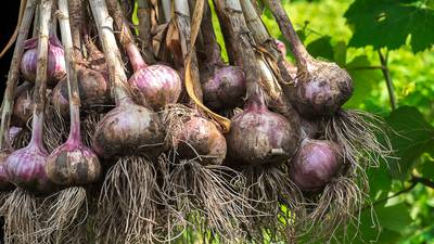 Move over potatoes – it’s time to plant onions, garlic and rhubarb