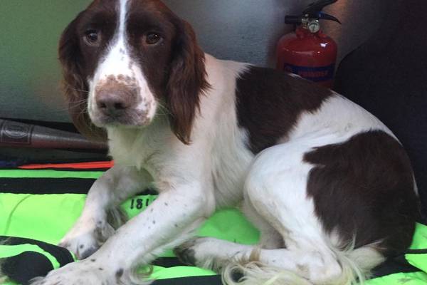 Is this your dog? Gardaí try to reunite suspected stolen dog with owner