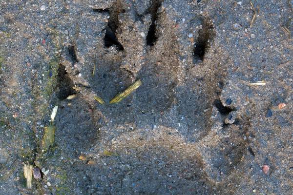 Nature Diary: Read animal tracks and signs