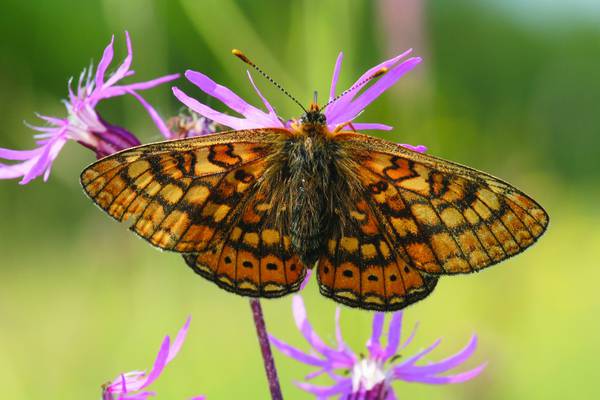 Have you seen this rare European butterfly in Ireland?