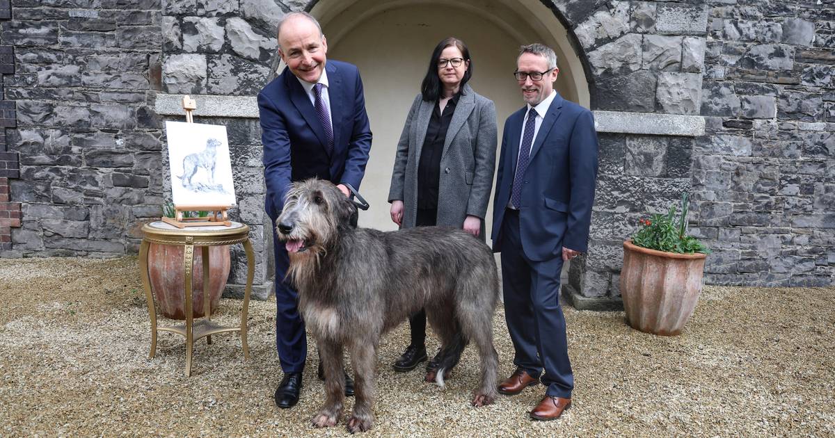 Встречайте Боана, ирландского волкодава, ставшего моделью для нового дизайна ирландского паспорта – The Irish Times