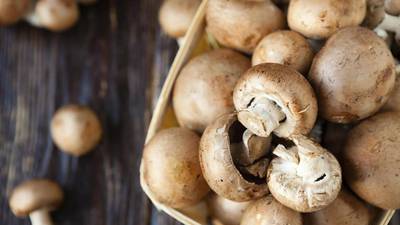 Mushroom firm told to buy out shareholder DIG for €30.6m