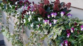 Get planting: the best bulbs for window boxes, beneath a tree and mixed borders