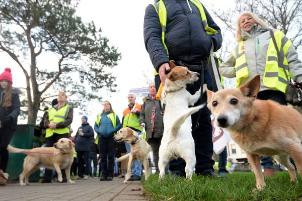 Dog owners in Fingal protest over new rules in public parks