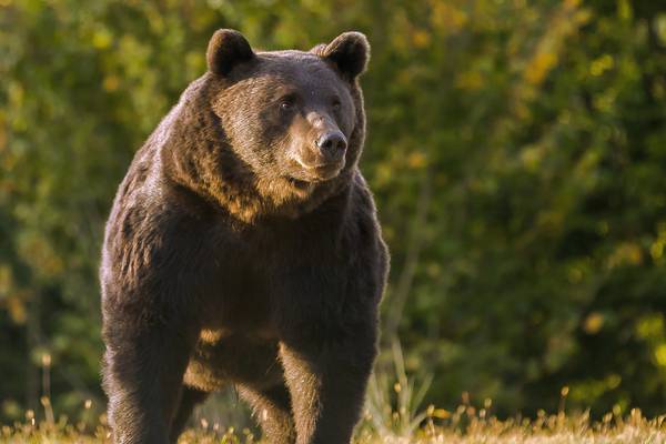 Romania tightens hunting rules after prince ‘shoots biggest bear’