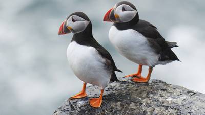 Vast area of Atlantic to be protected in effort to conserve seabird species