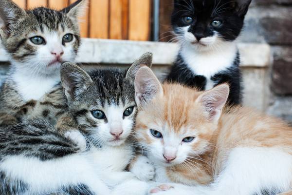 ISPCA urges cat owners to get their pets neutered or spayed