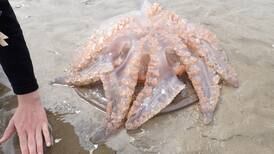 Unusually large numbers of jellyfish being washed up on Irish shores 