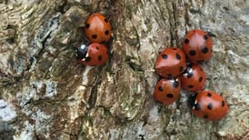 Seven ladybirds hibernating together on a tree? And other readers’ nature queries