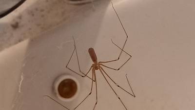 Who is the real daddy-long-legs? Readers’ nature queries