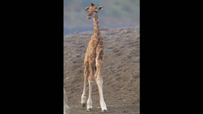 Dublin Zoo announces birth of Rothschild giraffe