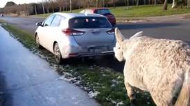 Seven animals seized after video of donkey being dragged by car circulates