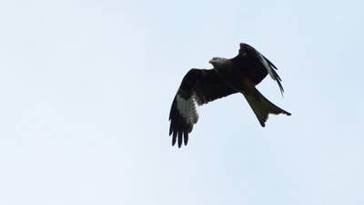 Red kite chicks bred in Fingal for first time in 100 years
