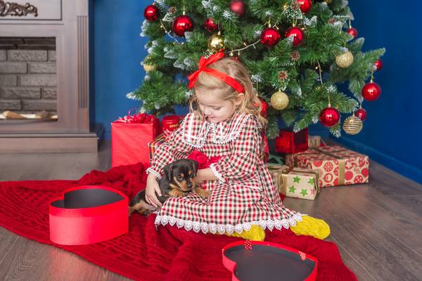 Rosita Boland: I swore I’d never get a dog for Christmas. Then I got one