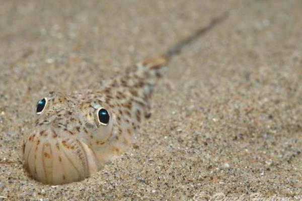 Warning to beach-goers over venomous weever fish hiding in the sand