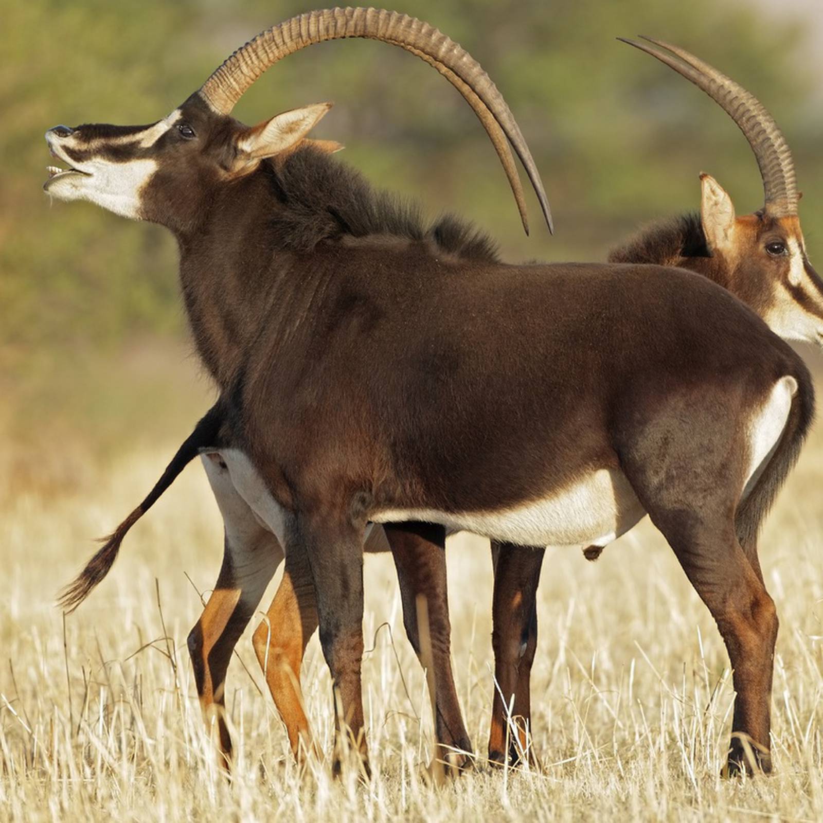 Antelope sold at game auction in South Africa for € – The Irish Times