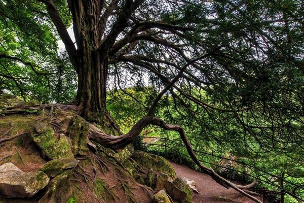 Special branch: This is Ireland’s most popular tree