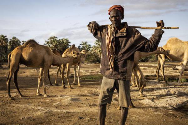 Extreme drought in Kenya causes mass livestock deaths and water scarcity