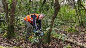 Toxic takeover: The growing problem of rhododendron in Kerry