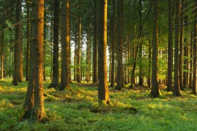 Una Mullally: Who gets the carbon credits generated by Coillte’s controversial deal?