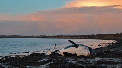 Female killer whale washed up on beach in Co Waterford