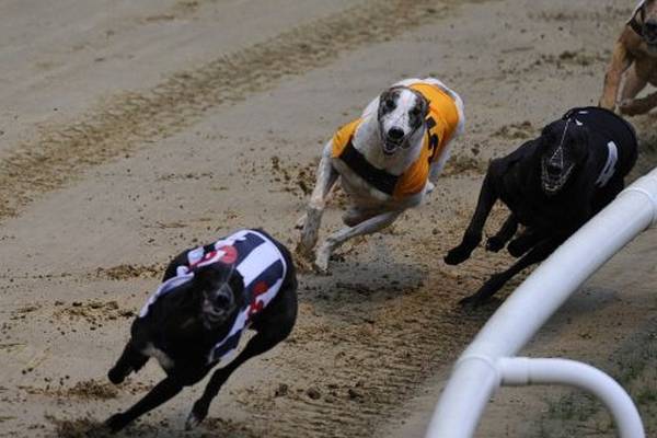 Those who knowingly harm greyhounds bring ‘shame’ on industry, says IGB
