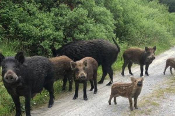 Large male boar running wild in Kerry, public warned