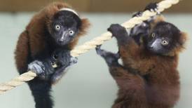 Dublin Zoo welcomes three new baby lemurs