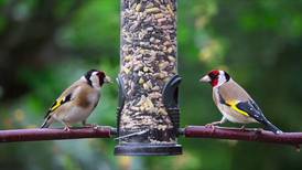Irish Garden Bird Survey reveals changing numbers of different bird species