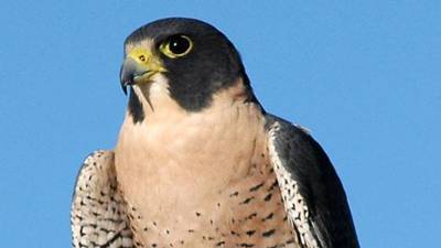 PSNI appeal to find  the shooter of two endangered falcons