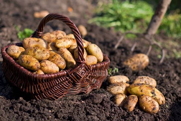 Wet weather: major potato shortage  looms due to persistent rainfall