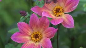 Dazzling dahlias