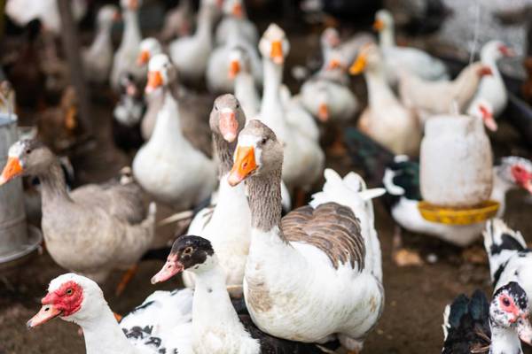 North seeing ‘largest ever’ avian flu outbreak in UK as two more cases suspected