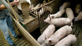 Pig farmers warned virus could wipe out entire Irish stock