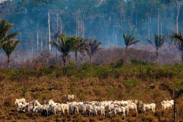 Deforestation of Amazon continues to soar under Bolsonaro
