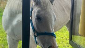 The Doolough Diaries: Why my bathtub will have to go outside with the horses 