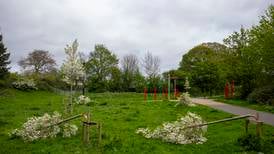 ‘Mini woodland’ planned for Dodder Valley Park after dozens of trees destroyed