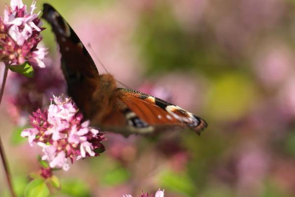 Let your garden be a bonanza for butterflies
