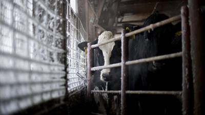 ICOS allege meat factories subverting market