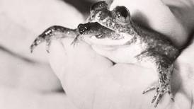 Australian scientists hope to bring  extinct frog back to life