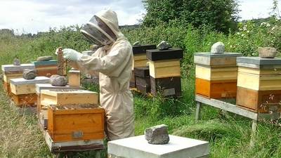 Hive talkin’: Bee genes could be key to honeybee survival