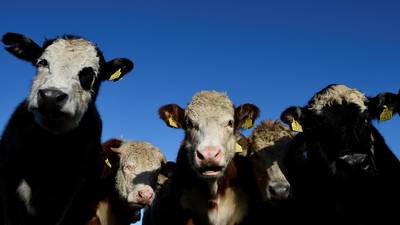 Agri firms raise concerns on no-deal Brexit plans to avoid hard border