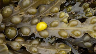 Seaweed may reduce tissue damage in organ transplants