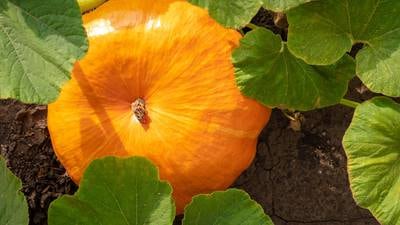 Rainy season makes for mushy pumpkins as farmers try to manage ‘volatile’ crop