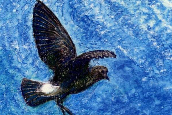 Storm petrels: why we have no idea how many are left