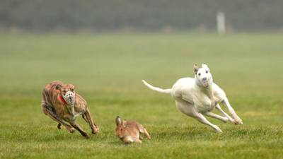 Protests at  hare coursing event in Clonmel