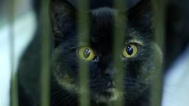 British police use cat DNA to catch killer